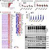 Upregulation of proteolytic systems in cachectic myofibers.