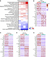 Transcriptome analysis of different myofiber types in control and KPC tumor
