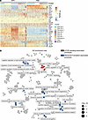 Transcriptional rewiring in cachectic muscle of KPC tumor–bearing mice.