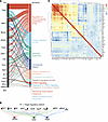 Identification of mTORC1 as a target of transcriptional network in cachecti