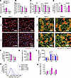 Deletion of Raptor exacerbates muscle loss in response to KPC tumor growth.