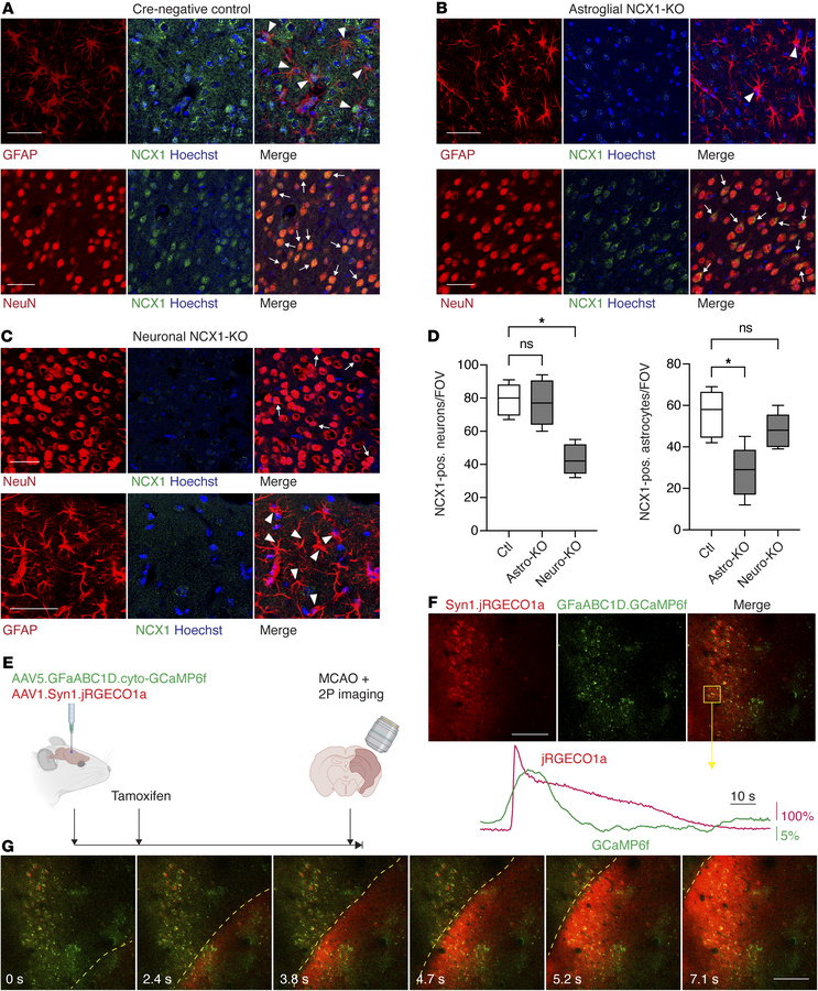 Cell-specific NCX1 deletion and experimental paradigm.
(A) Immunohistoch...