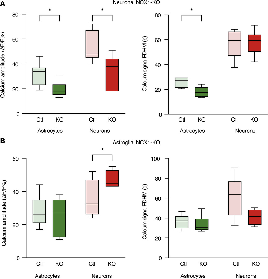 Neuronal and astroglial NCX1 deletion differentially modulate calcium ch...