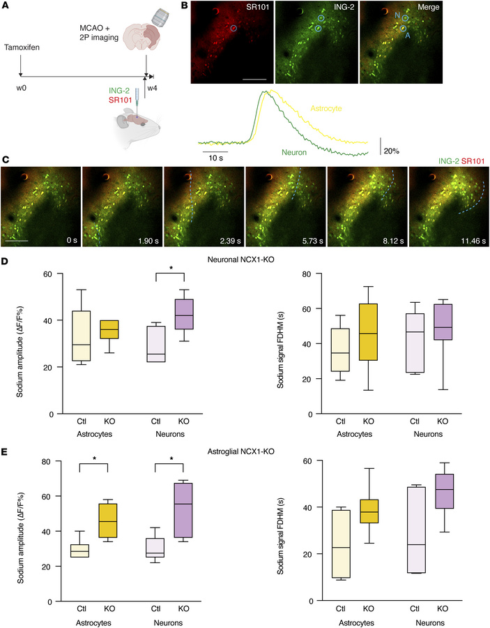 Neuronal and astroglial NCX1 deletion differentially modulate sodium cha...