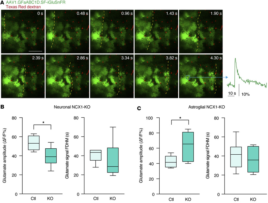 Opposite effects of cell-selective NCX1 deletion on extracellular glutam...