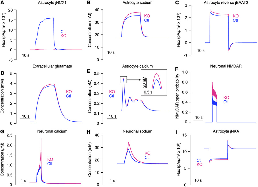 Computational modeling supports reverse-mode NCX1 action in astrocyte-sp...