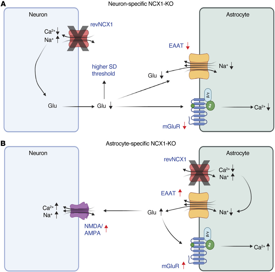 Summary of proposed ion and glutamate changes in cell-selective NCX1-KO ...