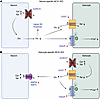 Summary of proposed ion and glutamate changes in cell-selective NCX1-KO mic