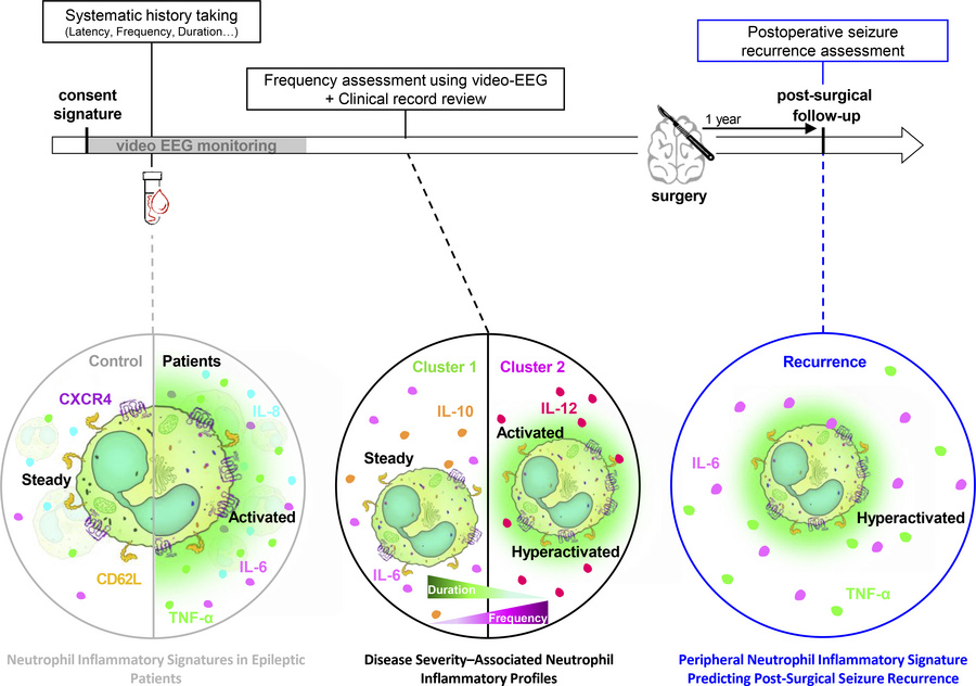 graphical abstract
