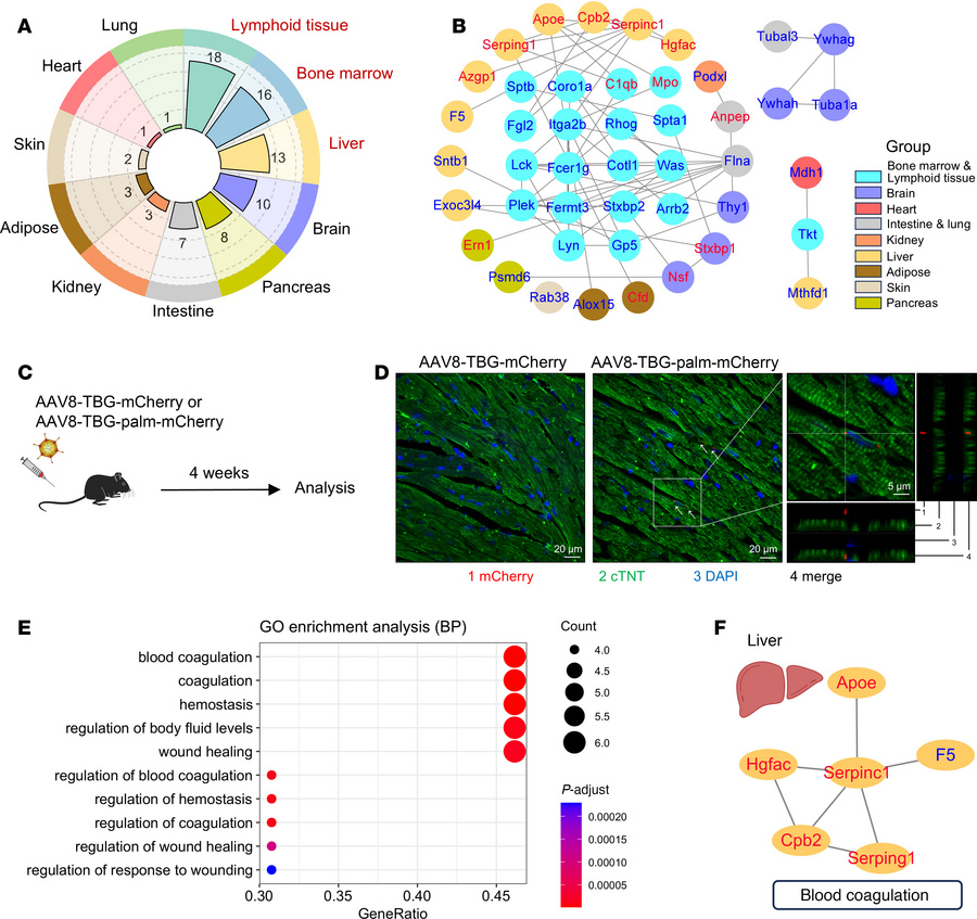 Mapping tissue origins of plasma EV proteins in cardiac allograft reject...