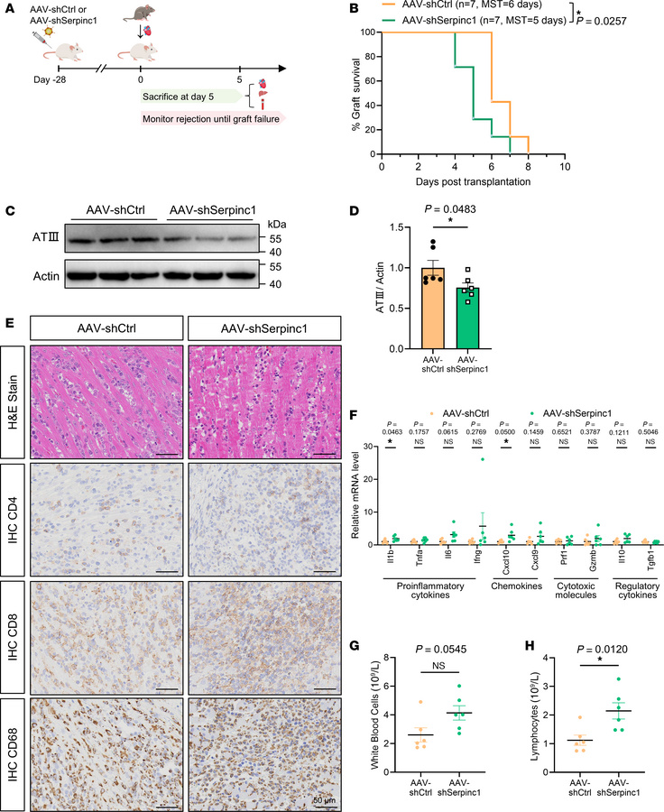 Genetic silencing of hepatic ATIII accelerates cardiac allograft rejecti...