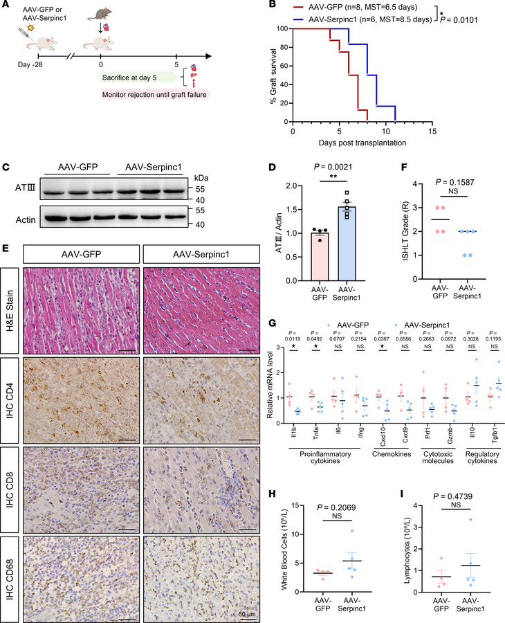 Liver-targeted ATIII overexpression attenuates cardiac allograft rejecti...