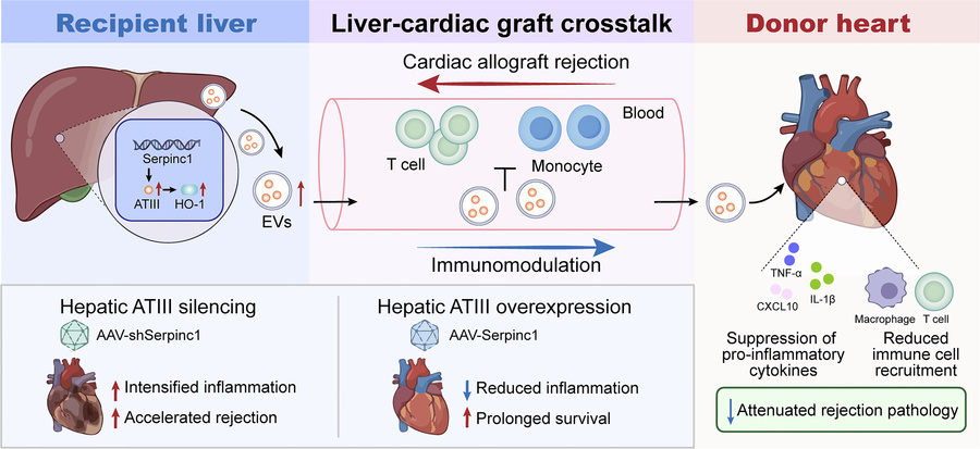 graphical abstract