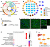 Mapping tissue origins of plasma EV proteins in cardiac allograft rejection