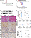 Liver-targeted ATIII overexpression attenuates cardiac allograft rejection.
