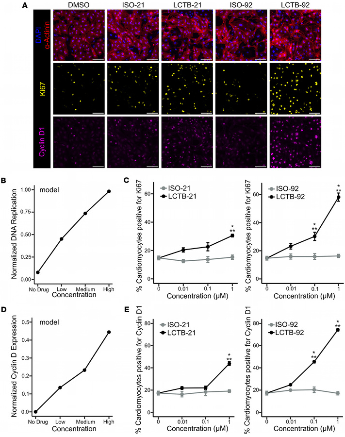 The DYRK1A inhibitor LCTB-92 increases cell cycle activity of NRCMs, val...