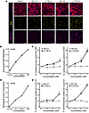 The DYRK1A inhibitor LCTB-92 increases cell cycle activity of NRCMs, valida