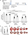 LCTB-92 improves heart function after I/R MI.