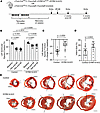 Post-developmental CM-specific deletion of DYRK1A recapitulates improved he