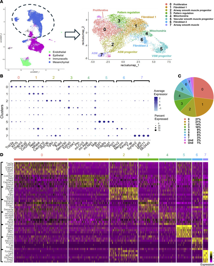 Single-nucleus multiomics identifies multiple subpopulations of lung mes...