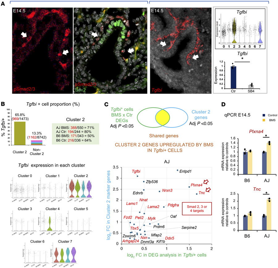 TGF-β–activating cells are key determinants of the distinct response of ...