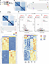 AJ and B6 developing lungs have distinct gene expression signatures under R