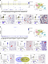 Multiomics analysis identifies 2 distinct stages of airway SM cell program
