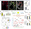 TGF-β–activating cells are key determinants of the distinct response of AJ