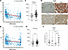 Expression of αVβ3 integrins.