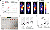 177Lu-DOTA-EB-RGD treatment in subcutaneous TC tumor models.