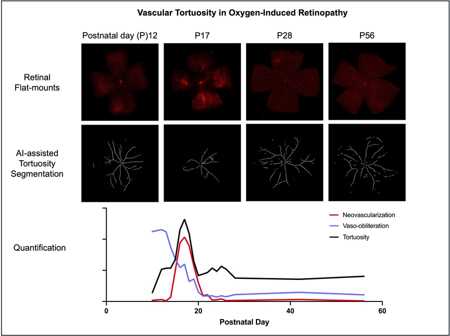graphical abstract
