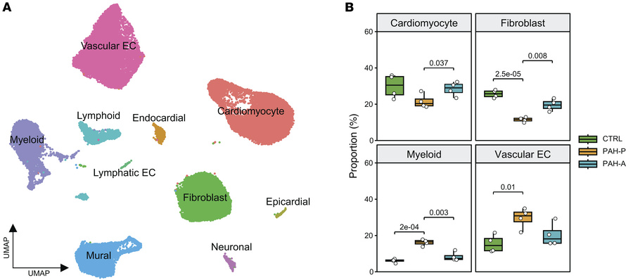 snRNA-seq reveals altered right ventricular cellular composition in pulm...
