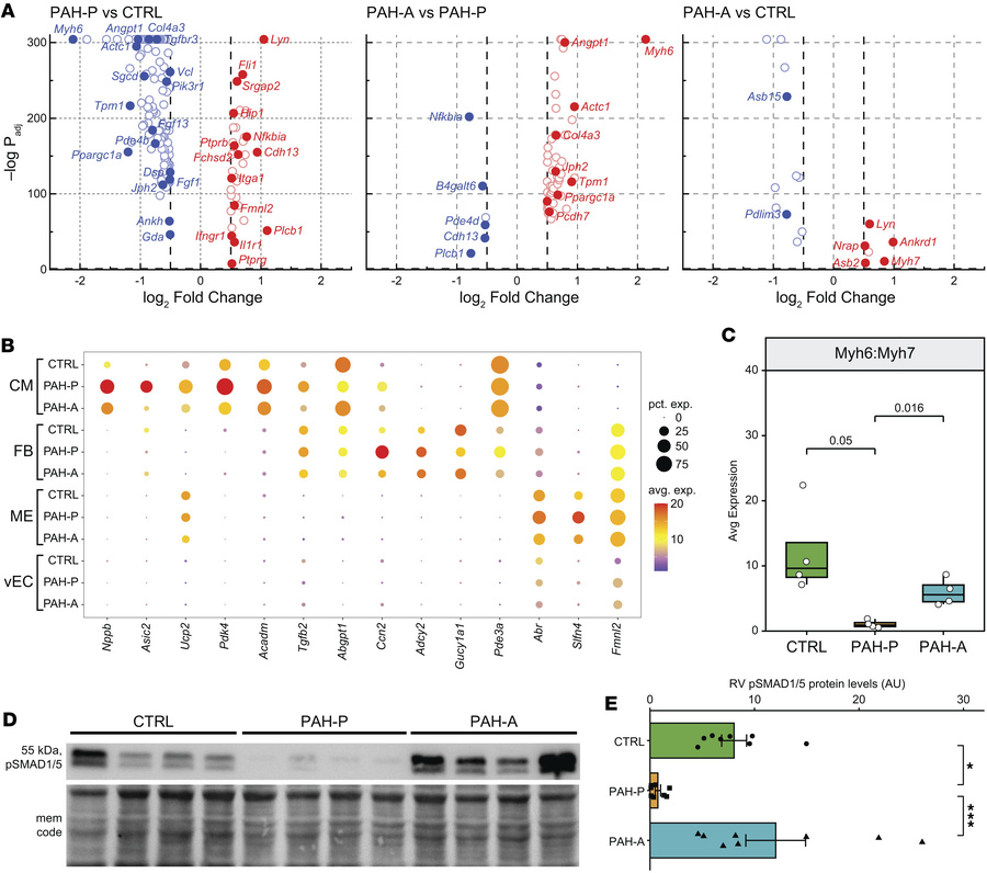 Apelin analog treatment reverses right ventricular transcriptomic remode...