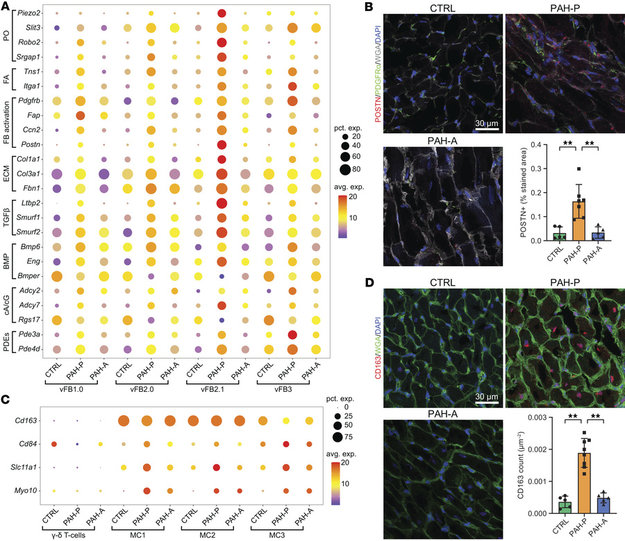 Apelin analog treatment normalizes fibroblast activation and myeloid cel...