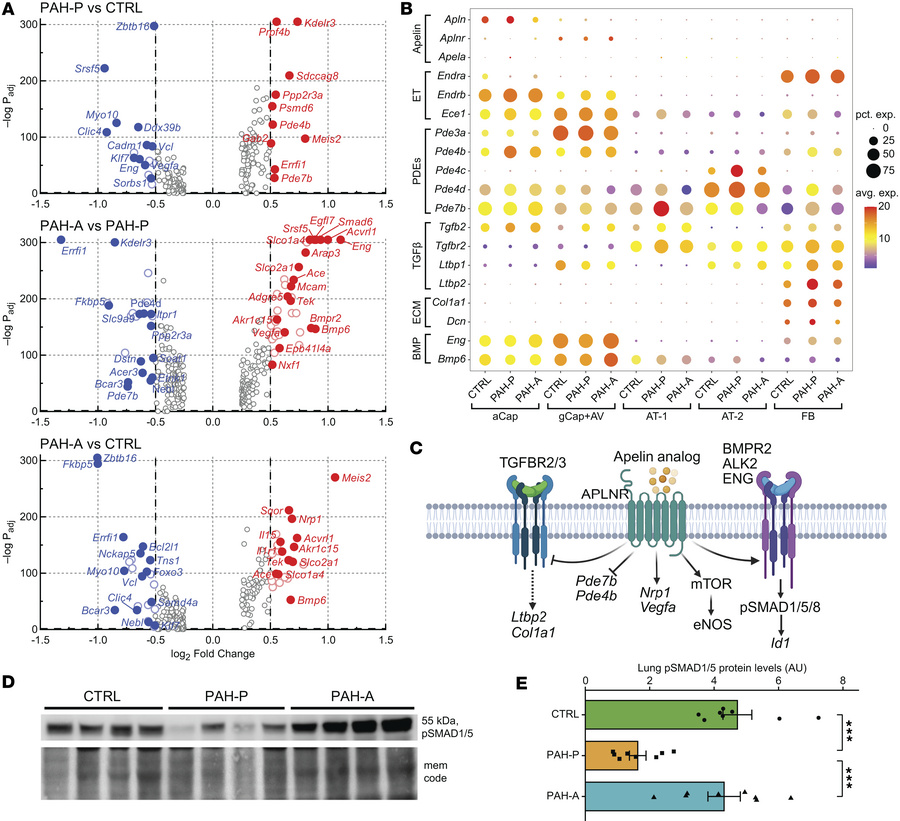 Apelin analog treatment reverses pulmonary transcriptomic remodeling and...