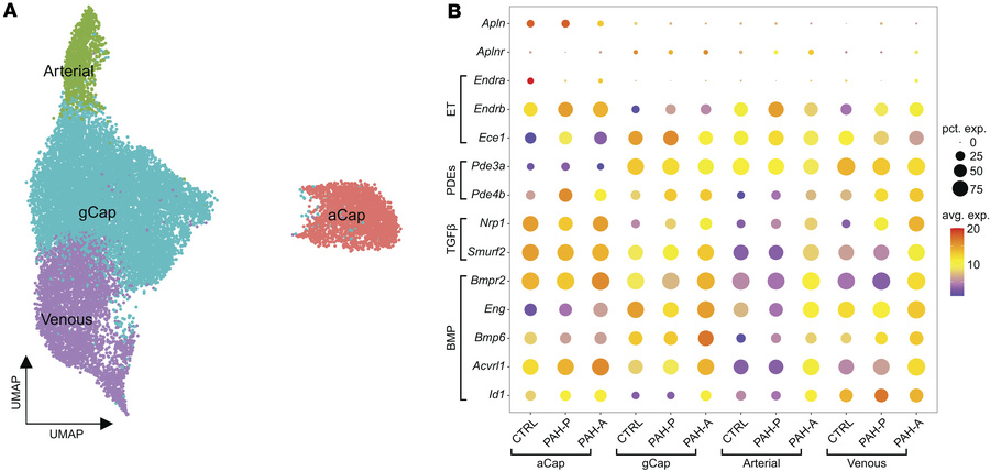 Apelin analog treatment alleviates transcriptomic remodeling across pulm...