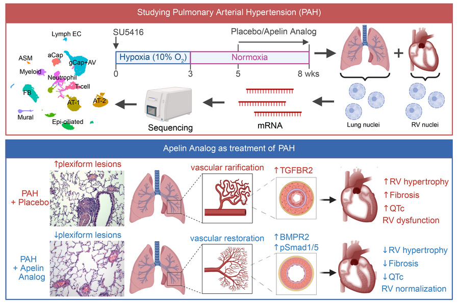graphical abstract