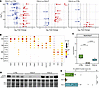 Apelin analog treatment reverses right ventricular transcriptomic remodelin