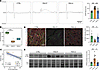 Apelin analog treatment reverses electrical and metabolic remodeling of rig