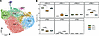 snRNA-seq reveals right ventricular fibroblast cell state remodeling in pul