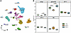 snRNA-seq reveals altered pulmonary cellular composition in pulmonary arter