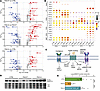 Apelin analog treatment reverses pulmonary transcriptomic remodeling and re