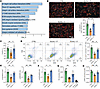 Apelin analog restores endothelial barrier integrity, viability, and nitric