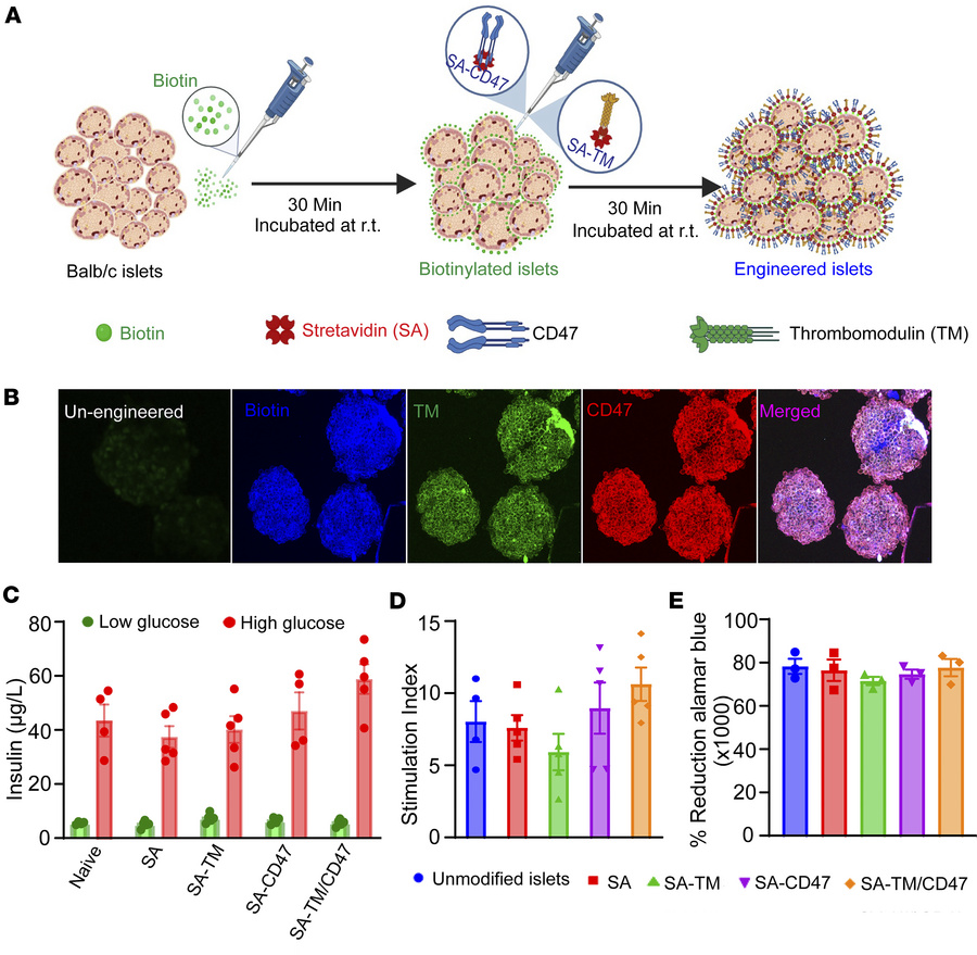 Engineering islets with SA-TM and SA-CD47 proteins does not affect their...