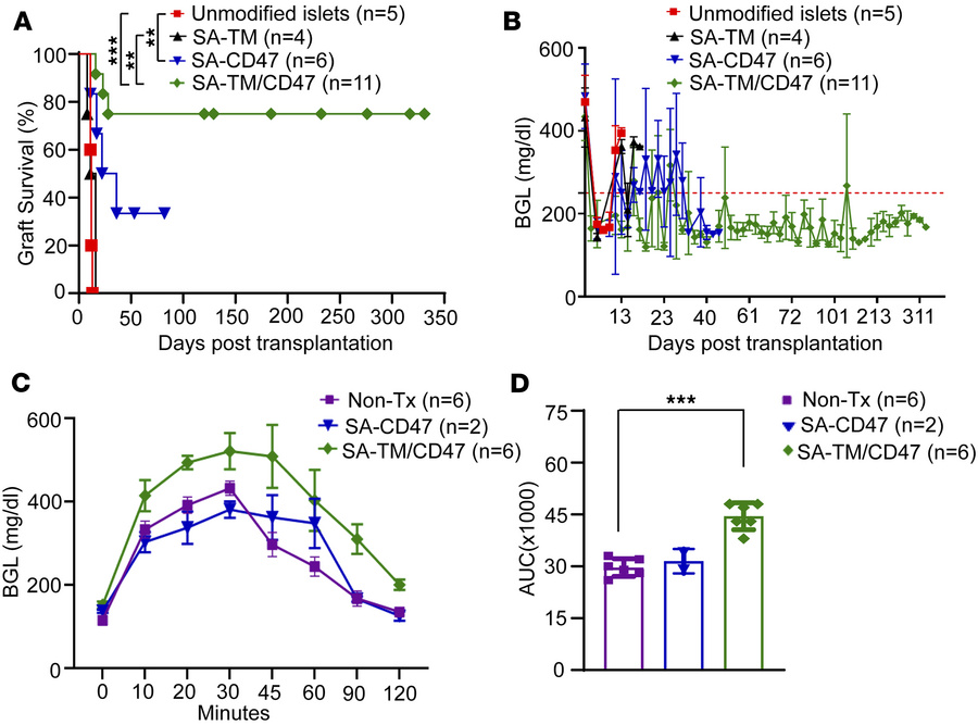 Islets engineered to transiently co-display SA-TM and SA-CD47 proteins o...