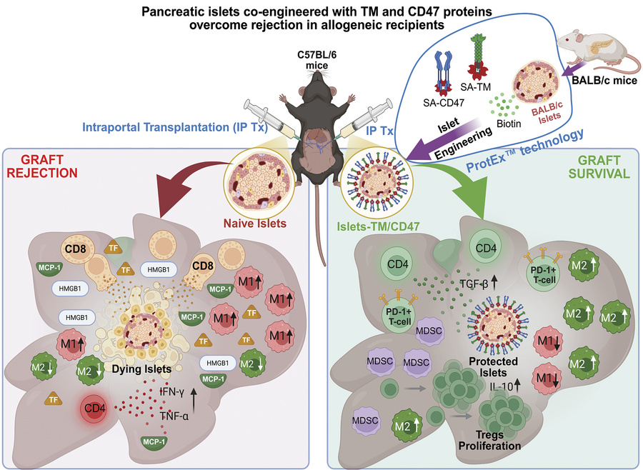 graphical abstract