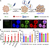Engineering islets with SA-TM and SA-CD47 proteins does not affect their vi