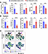 Long-term recipients of SA-TM/CD47–engineered islets have high frequencies