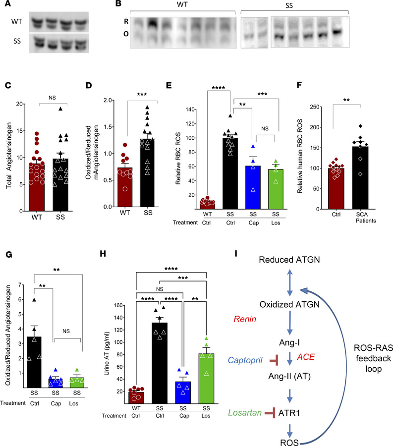 High reactive oxygen species (ROS) in SCA result in the over-activation ...