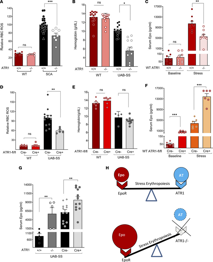 Deficient AT–ATR1 signaling lowers RBC ROS, but both AT→ATR1 signaling a...